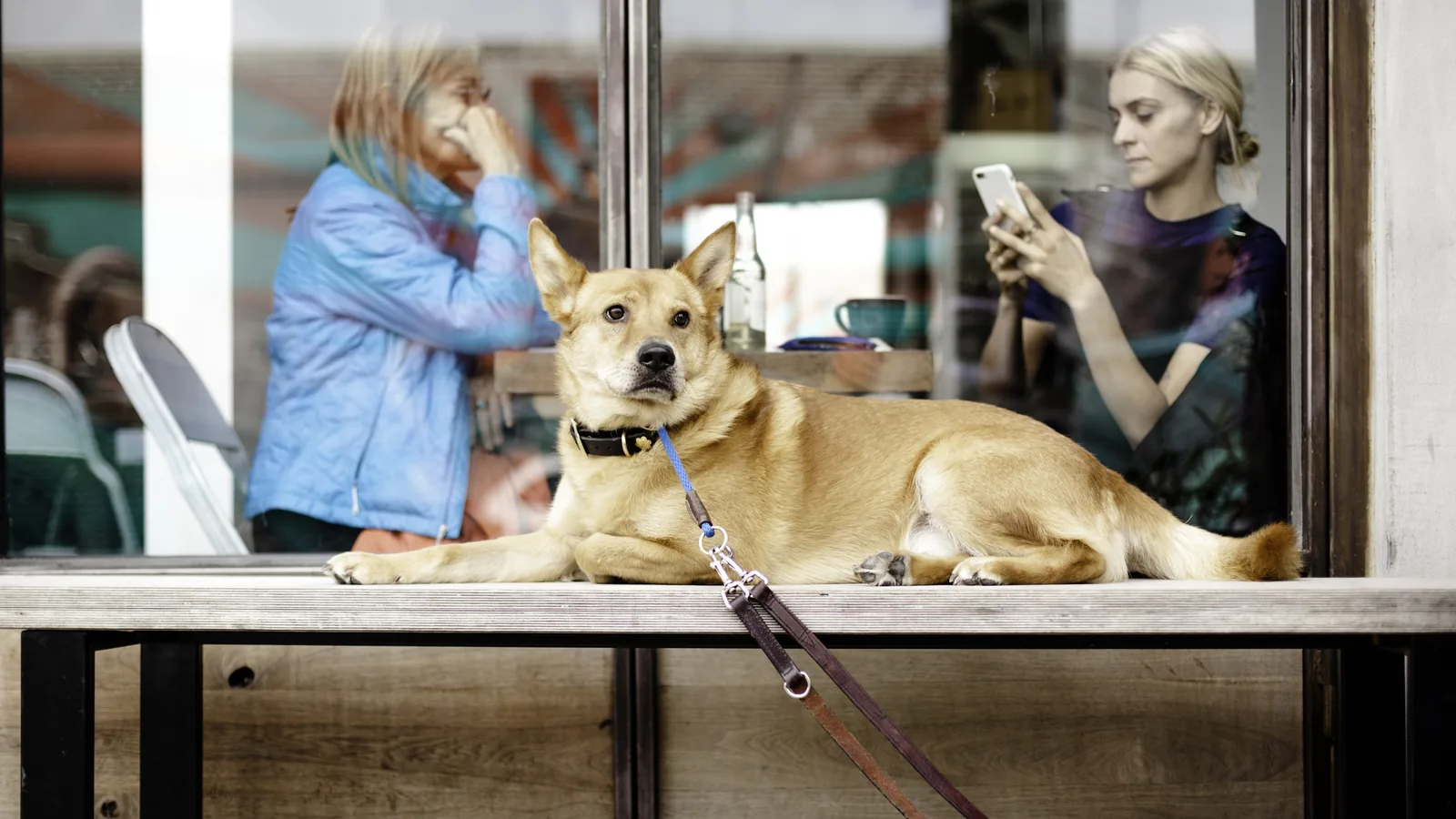 Un chien attend allongé derrière la vitrine d'un café pendant que sa maîtresse consulte son téléphone
